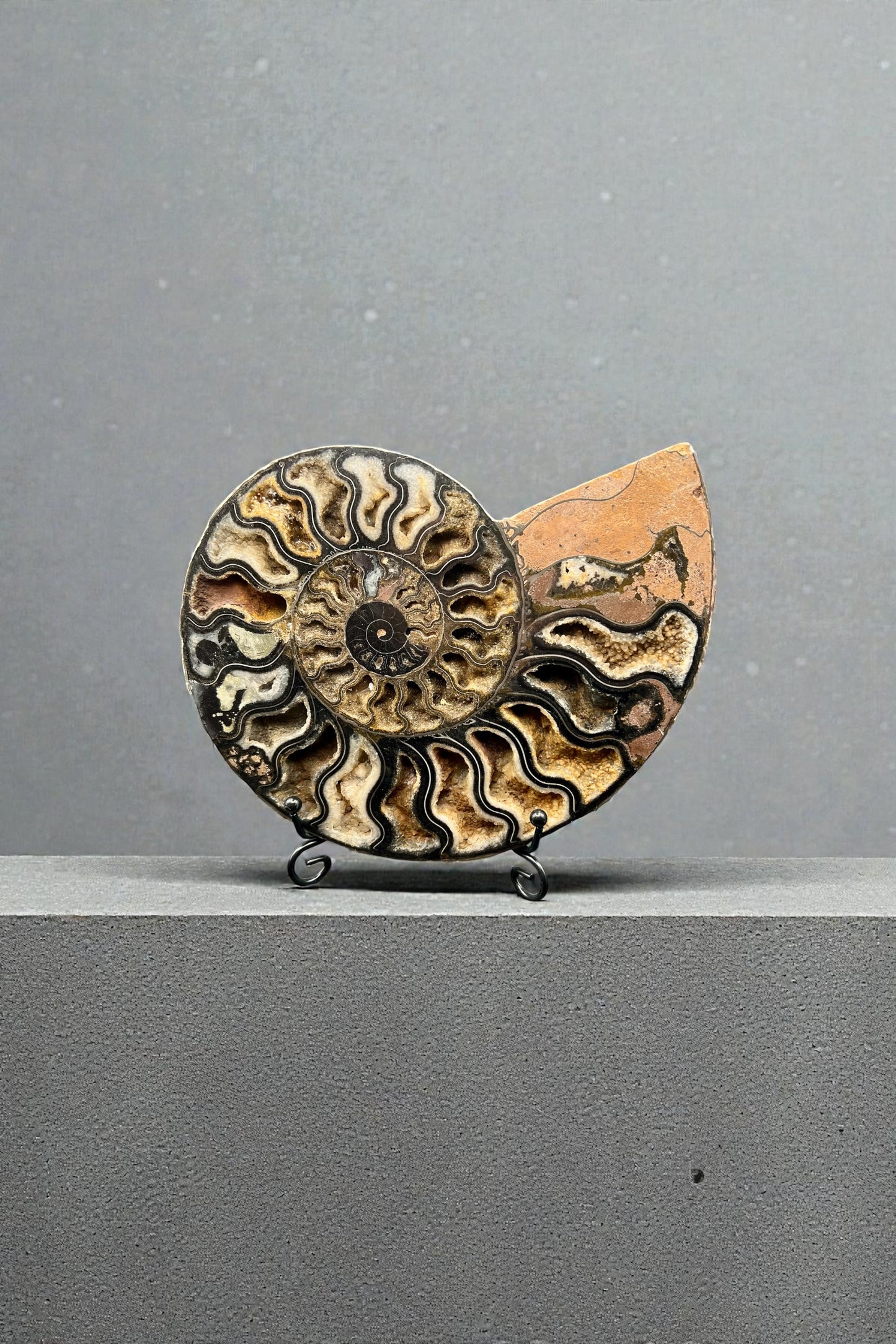 Ammonite Shell